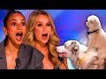 BGT Act Comes Back! AMAZING Dog Audition on Britain&#39;s Got Talent 2024!