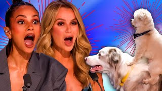 BGT Act Comes Back! AMAZING Dog Audition on Britain's Got Talent 2024!