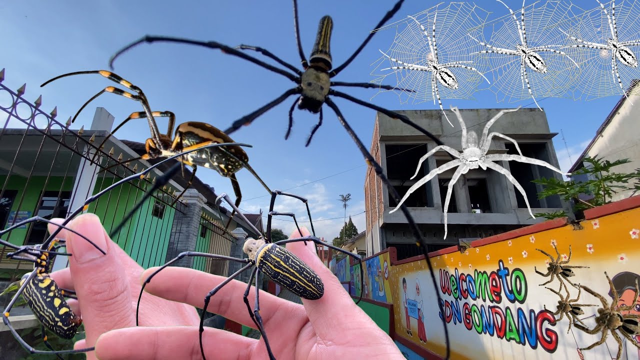 TOP Venomus Spider Hunt in School Area😱Catching Golden Giant Spider ...
