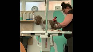 SIMPLE Guide To A Full GROOM On A SHIH-TZU. Trimming/Cutting. DOG GROOMING uk. Hairy Hounds. by Hairy Hounds 491 views 3 years ago 7 minutes, 12 seconds