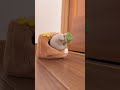 リスに追い出されたトトロ #shorts