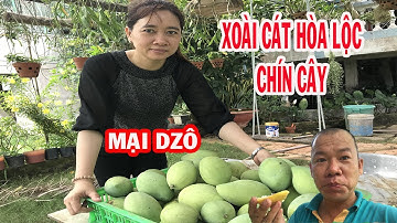 Người đẹp hái xoái cát Hòa Lộc chín cây ăn ngon quá trời luôn, các bạn mau ghé ăn nhé | Nhat ky 365