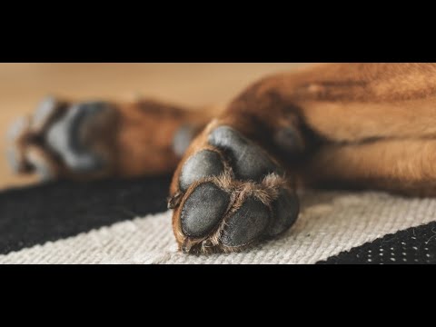 Wideo: Psy Opuchnięte łapy - Opuchnięte łapy W Zabiegach Dla Psów