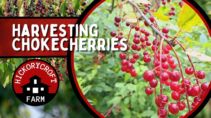 Harvesting Wild Chokecherries Forage Plant To Eat And Preserve.