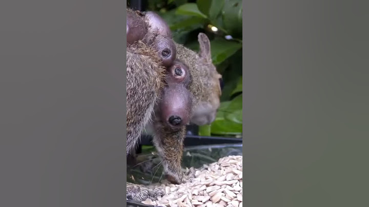 LARVA DE MOSCA EN ARDILLA #animales #youtube #shortsvideo