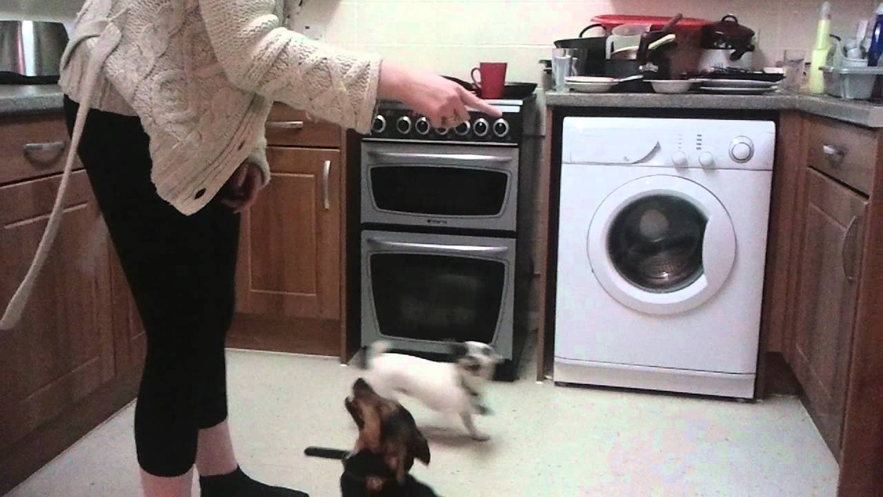 Spinning dog kara YouTube