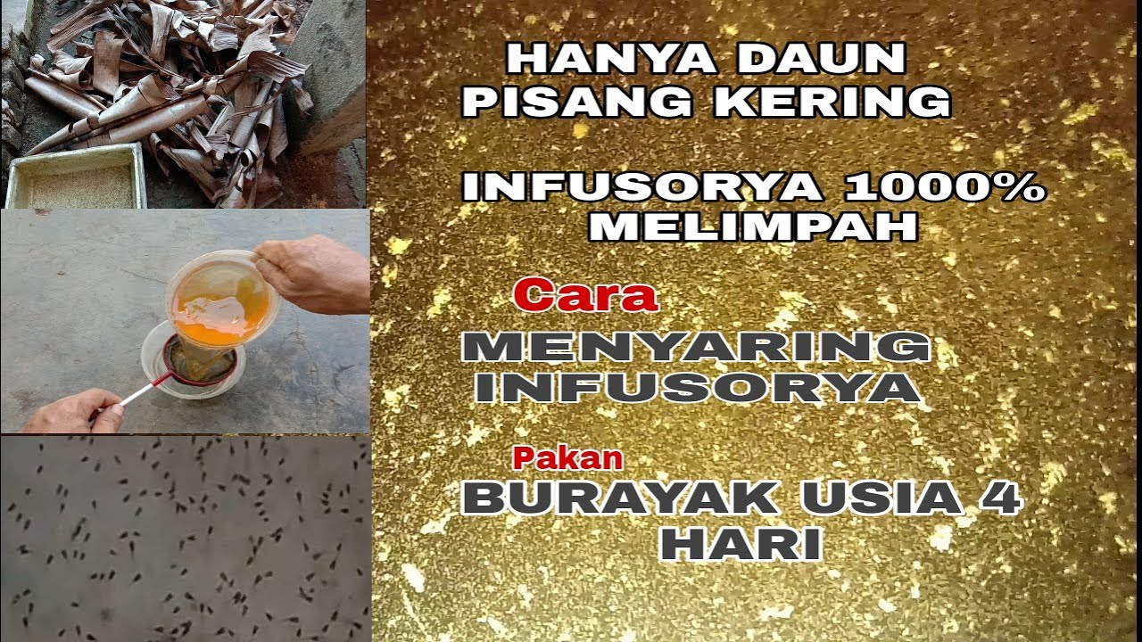 MEMBUAT INFUSORYA PAKE DAUN PISANG KERING