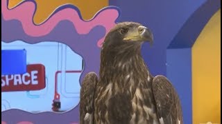 Finigan the Bald Eagle Visits TVOKids