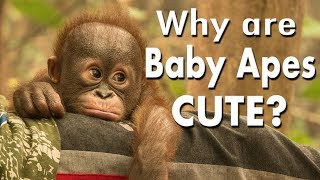 Wildlife Wednesday: Why Are Baby Apes Cute?