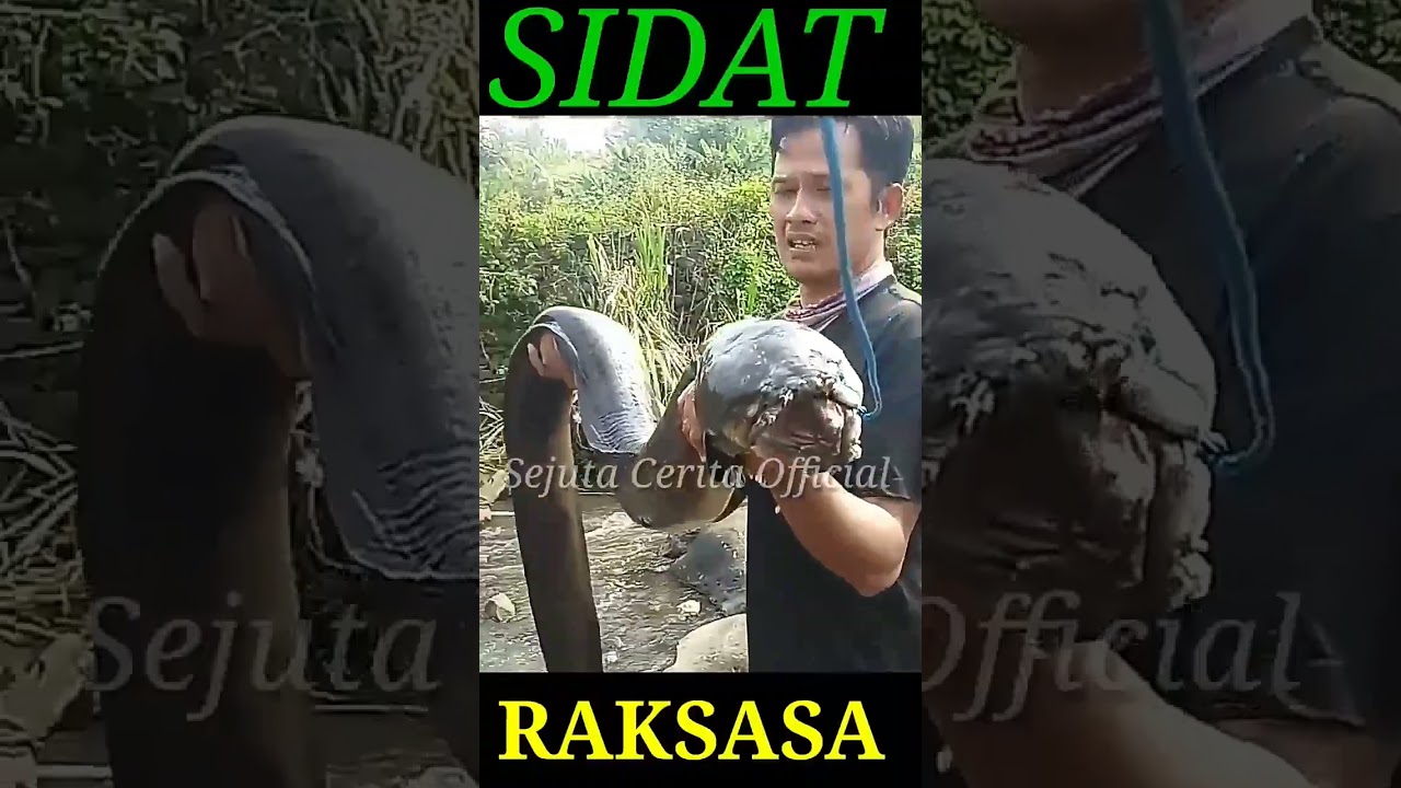 Sidat Raksasa!!Nariknya Pake Tambang