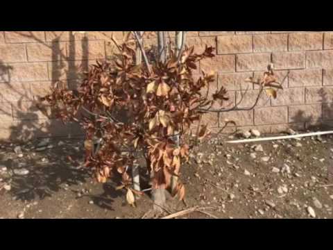 Video: Död magnolian i omättnad?