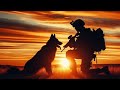 Histoire et evolution des chiens de guerre