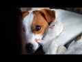 AWW CUTE BABY ANIMALS Videos Compilation Funniest and cutest moments of animals - OMG So Cute #25