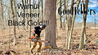 Cutting Giant Black Walnut Veneer Trees!!! Black Gold in them woods!!! Money!!!!
