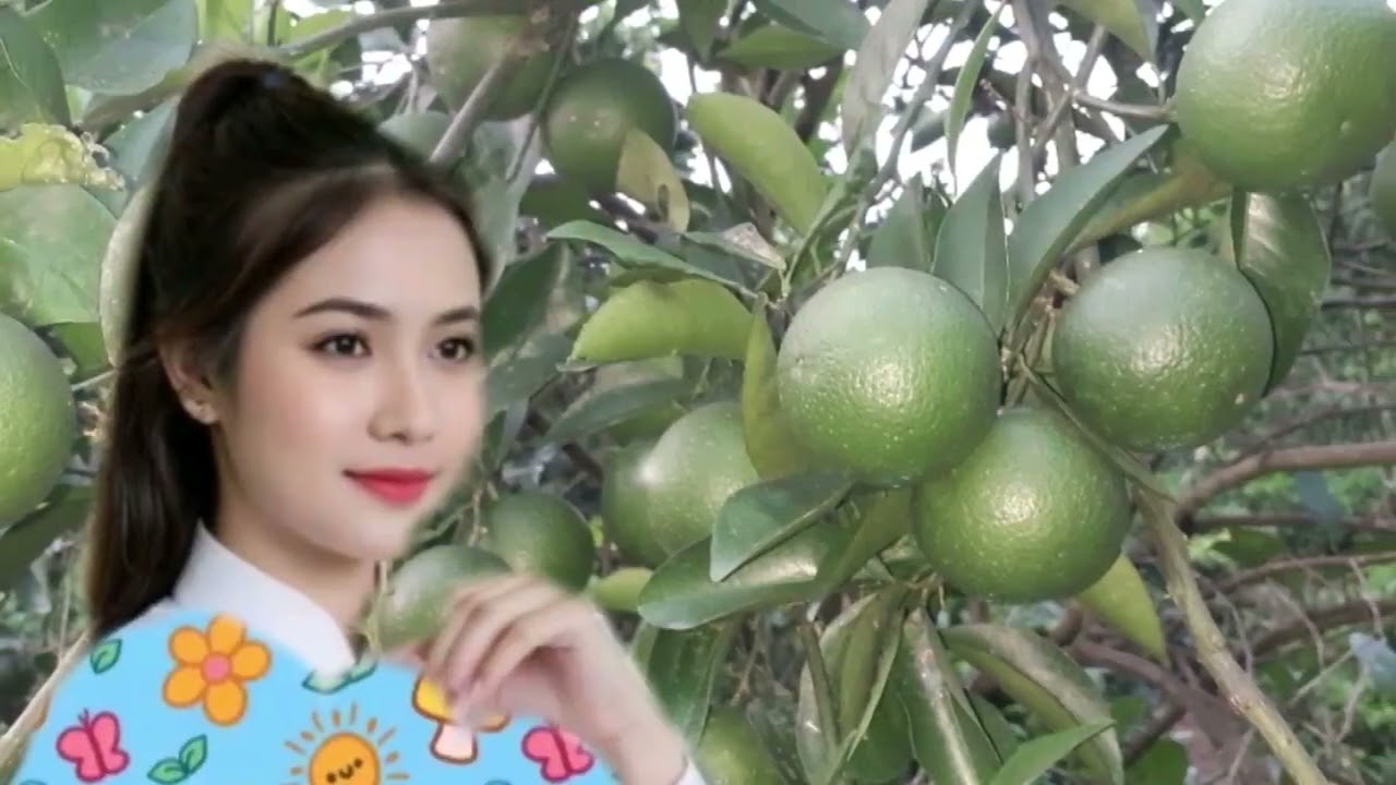 Chế linh . Tuyển chọn những bài hát hay. 