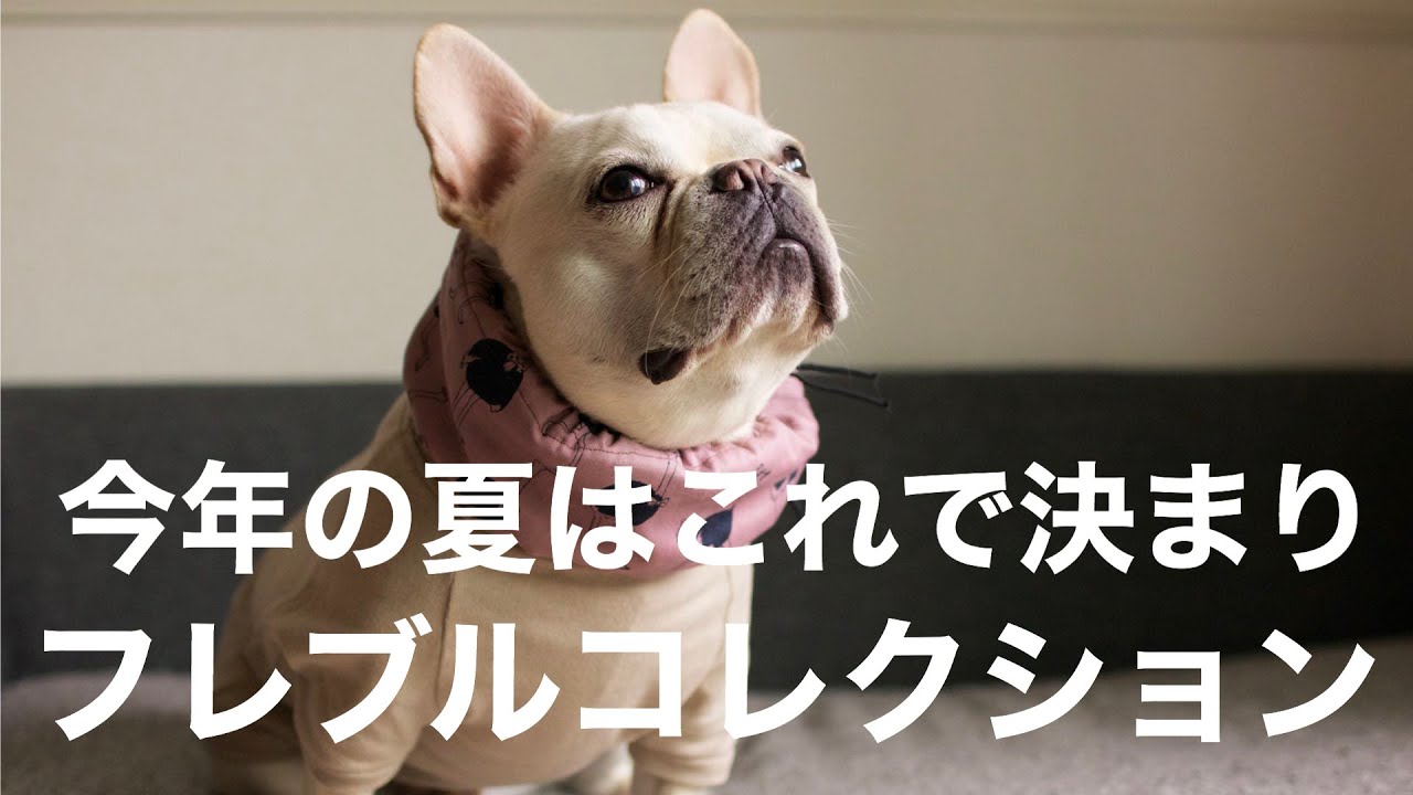 夏服 夏のオシャレ フレブルファッション かわいい犬服買って着てみた Youtube