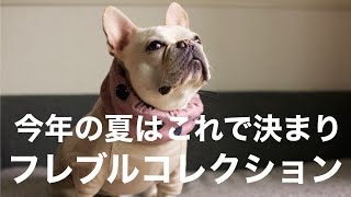 【夏服】夏のオシャレ、フレブルファッション【かわいい犬服買って着てみた】