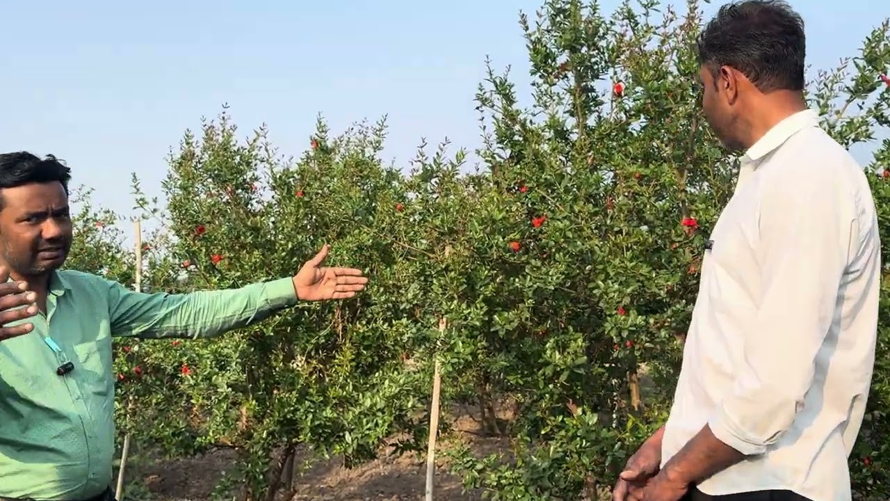 *डाळींब - फ्लॉवरिंग स्टेज मधील शाकीय वाढ नियंत्रण व योग्य/अचूक उत्पादने वापर!*