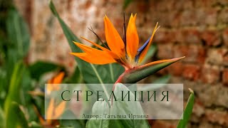 Стрелиция. Удлинение стебля до нужной длины.