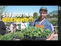 10000 in one weekend selling plants  