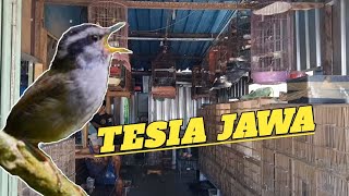 Keliling kios gak ada yg jual‼️Tesia Jawa/Wergan jawa