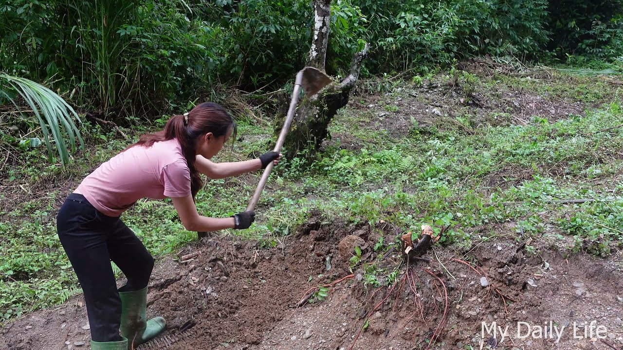 Digging a fish pond To provide food for my life / My daily life (Episode 10)