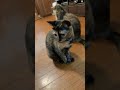 4925 目をつぶって🐱チョコ