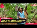 Singkong Indonesia, Satu Pohon Bisa 100 Kg! (Part 2)