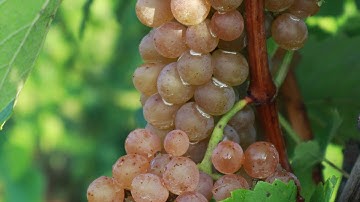 Vynecrest Vineyard & Winery