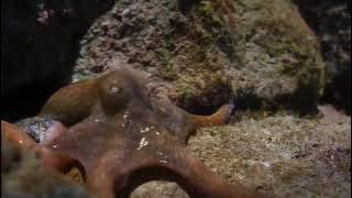 The Eagle Dies While Hunting Octopus In The Ocean