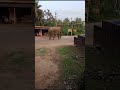 Evening Walking Elephant in Hassan District K. Hosakote