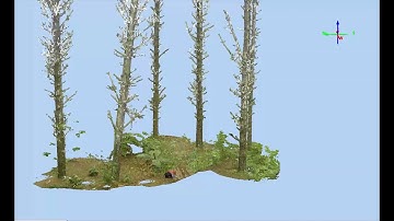 A Look at Full Tree Stem and Forest Plot LiDAR Scans