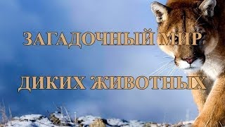 Загадочный мир диких животных Наука и образование