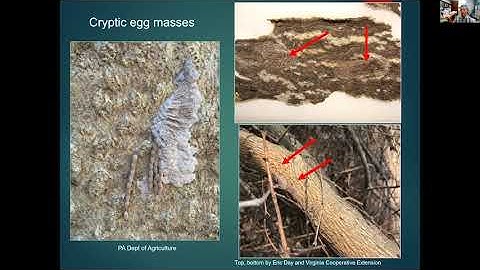 Spotted Lanternfly Biology Lifecycle and Distribution