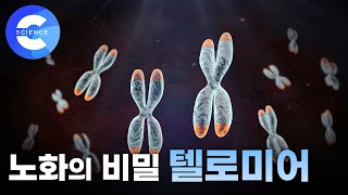 노화의 비밀 '텔로미어'란 무엇일까?