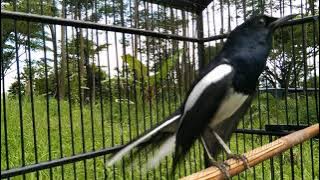 Kacer Bintang Surga Warm Up