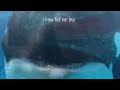 1000 years mep part  for animal and cetacean editor flash warning