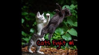 TOP Epic Fight Cat Funny Compilation - So Funny by MeowCat 45 views 6 years ago 6 minutes, 31 seconds