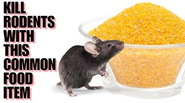 Kill Rodents Fast With A Common Kitchen Item | Rats & Mice Gone Forever