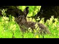 Заяц в весеннем лесу обедает первоцветами || hare in the spring forest