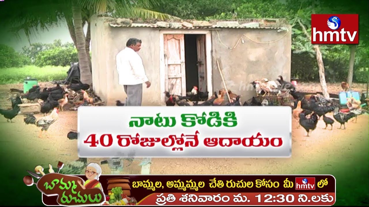 నాటు కోడి కి 40 రోజులోనే ఆదాయం ... | నాటు కోళ్ల పెంపకం | Nelathalli | hmtv