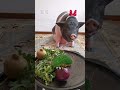 超面白い賢い豚、バジエ