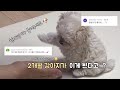 [2개월 강아지 훈련 브이로그] 앉아, 손, 터치까지!? 혹시 천재견 아닌가요...?😳🐶 | 댓글모음zip .. 💗