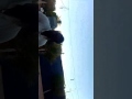 اغنيه خطي خطي ابوكونتي 
