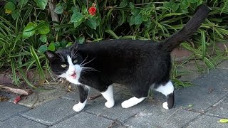 Tuxedo cat finally said hello to me with her cute meow