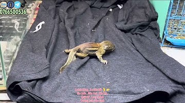 1 e Sóc Bông , 5 e Sóc Đất 🦶 👉Tân Uyên , Biên Hoà , Bến Cát ,Quận 12 , Long ThànhTrương Tuấn Sóc Cản