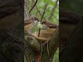 Amazing Bird Nest Building – 30s Satisfying Nature Clip