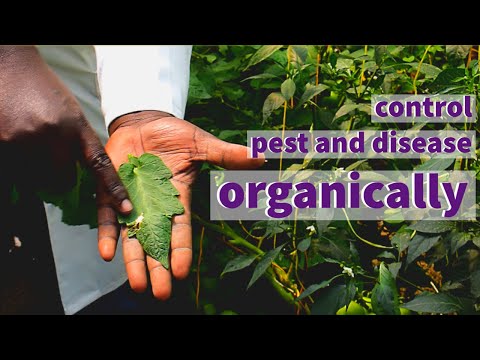 Organic ways of Controlling  Pest and Disease in a Hydroponic Green House