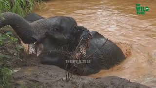 Rescuing a hungry elephant family stuck in a deserted well for two days #wildlife #elephant #rescue