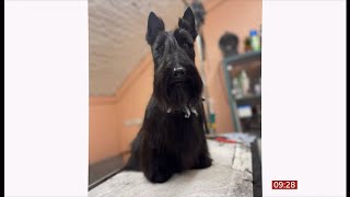 Scottie dogs face uncertain future as people turn their backs on breed (UK) 27/Feb/2024
